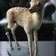 Illustration for article titled Steampunk Taxidermy Takes Steampunk to Awkward Places